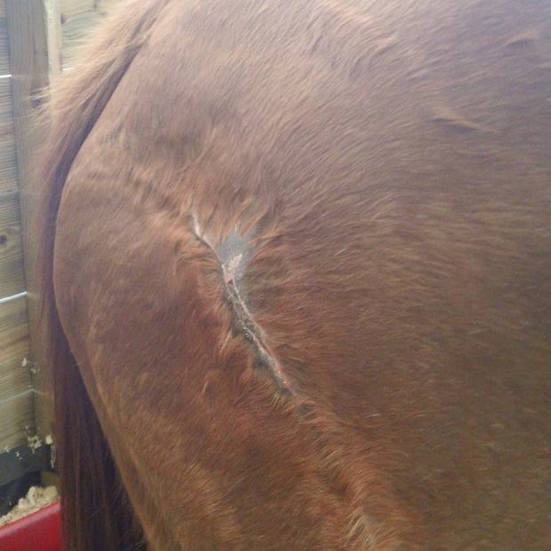 The horse in its stall — Dr. Fisch's photo