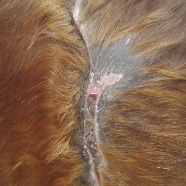The same area after use — Dr. Fisch's photo