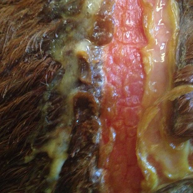 The horse's wound before use — Dr. Fisch's photo